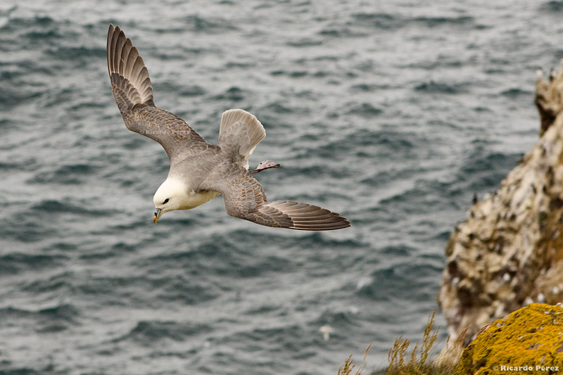 BassRock 0704 fotonatura