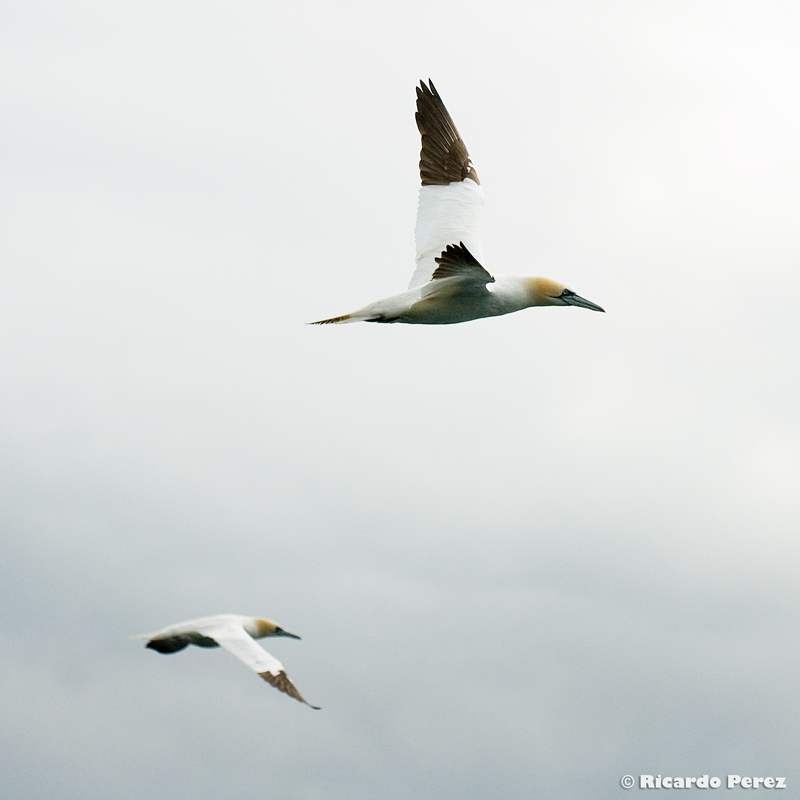 BassRock 0909 Fotonatura