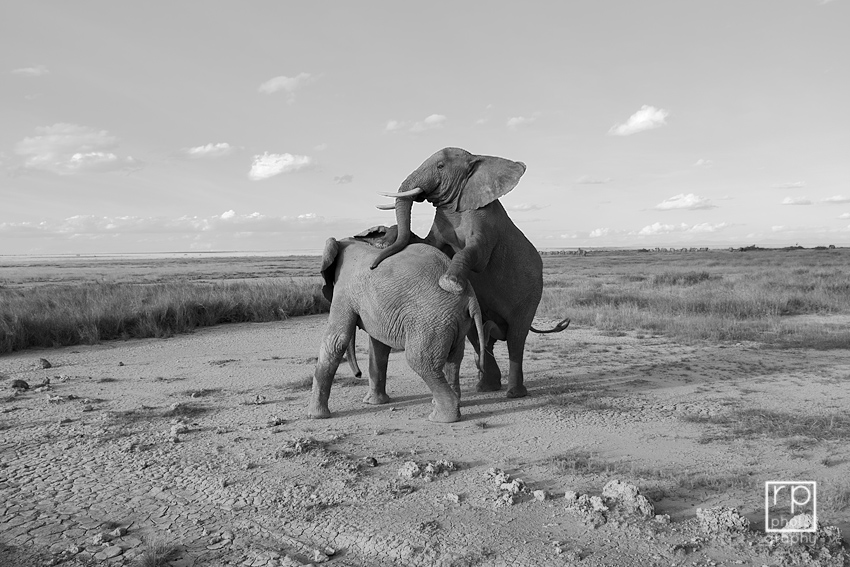 Africa D200 0638 BW2