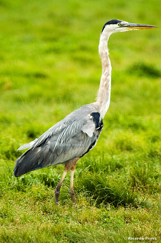 PN-USA 0336 fotonatura